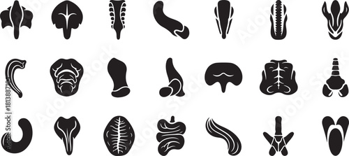 Collection of Anatomical and Biological Icons in Black and White