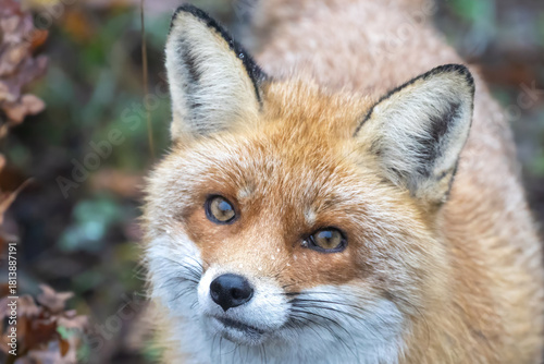 red fox portrait
