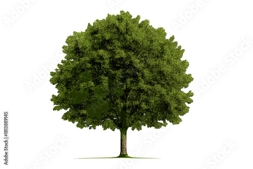 Lush green deciduous tree with dense foliage and sturdy brown trunk isolated on white background