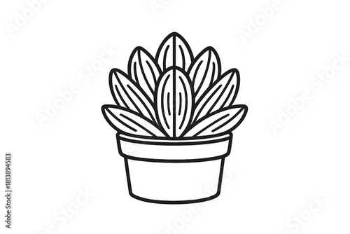 Simple potted succulent plant with thick rosette leaves on white background