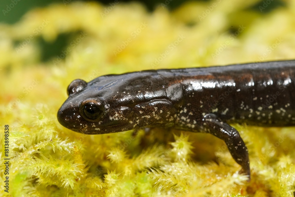 Naklejka premium Closeup on an adult black Del Norte Salamander, Plethodon elongatus on green moss in South Oregon