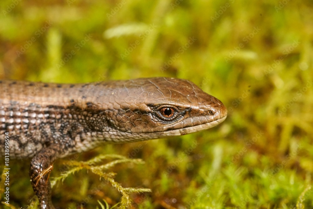 Naklejka premium Close up of a subadult Southern Alligator Lizard, Algeria multicarinata