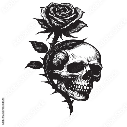Dark engraving style illustration of a skull and thorny rose