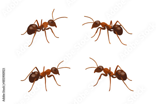 Group of four realistic brown ants isolated on a clean white background