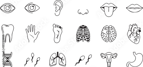 Collection of Human Anatomy Icons: Organs, Body Parts, and DNA