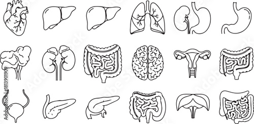 Collection of Human Organ Icons: Heart, Lungs, Brain, Kidneys, and More