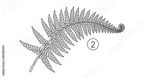 Detailed Line Art Illustration of a Fern Frond with Fiddlehead.