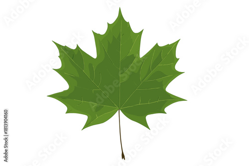 Detailed single green maple leaf isolated on a pure white background for nature design element