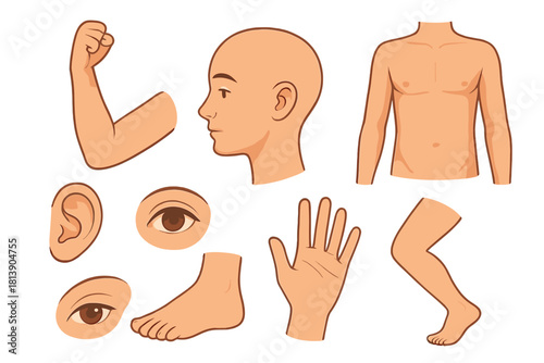 Isolated human body parts set including torso, head, arm, hand, leg, foot, ear, and eyes