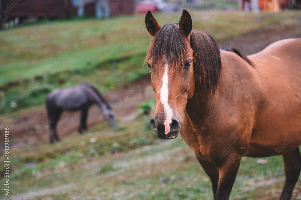 Obraz premium Brown Horse Portrait in Rural Mountain Village, Horse Close-Up in Rustic Village Background