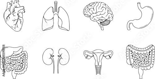 Collection of Human Organ Illustrations: Heart, Lungs, Brain, Stomach, Kidneys, Reproductive System, and Intestines