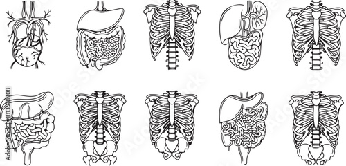 Collection of stylized human torso anatomy illustrations in black and white
