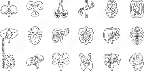 Collection of Stylized Line Art Icons Representing Human Organs and Glands