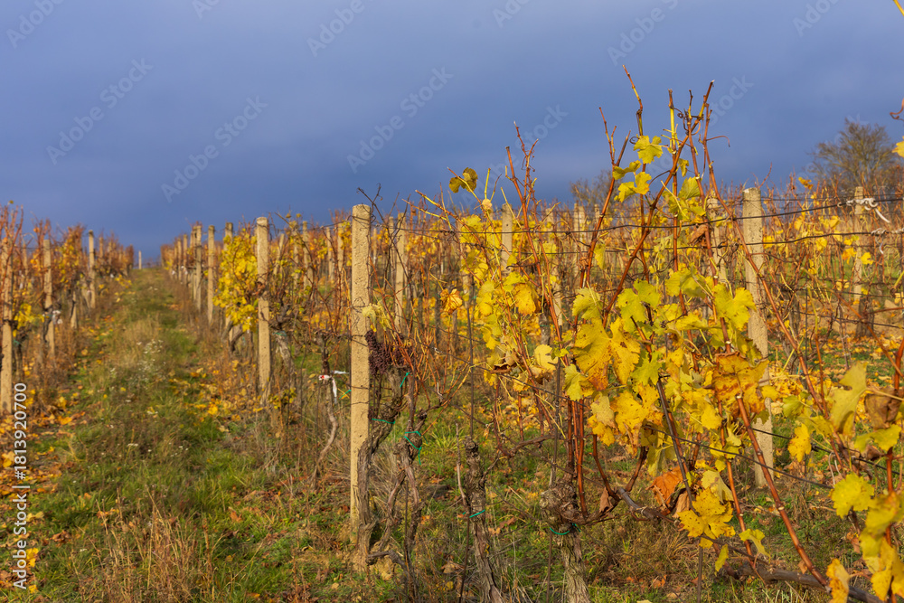 Fototapeta premium A vibrant, low-angle shot captured in a vineyard during the height of late autumn color. The image features rows of dormant grapevines, their foliage turned brilliant yellow and gold before dropping