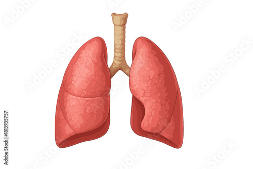 Detailed anatomical diagram of human lungs, bronchi, and trachea on white