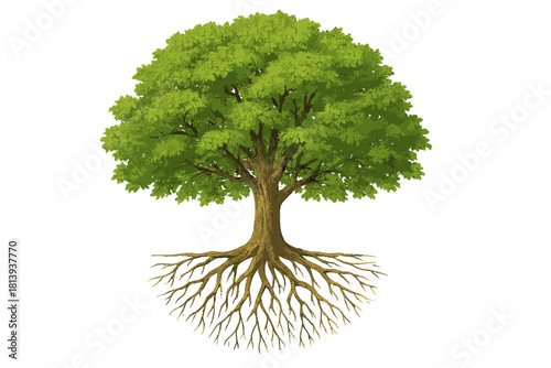 Large mature green tree with exposed roots isolated on white background