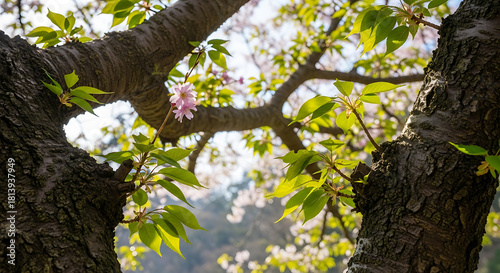 Fototapeta Naklejka Na Ścianę i Meble -  tree in the park