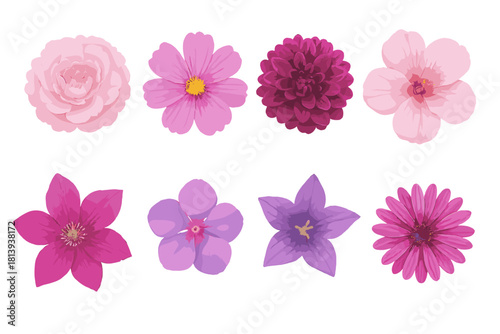 Vibrant pink and magenta flowers with diverse petals and natural beauty