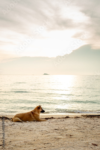 Wallpaper Mural Puppy stray dog on beach sea coast at sunset. Soft light Torontodigital.ca