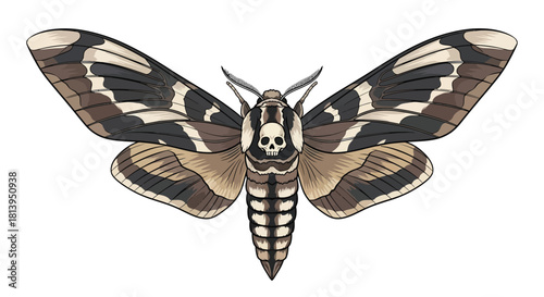 Acherontia atropos moth illustration