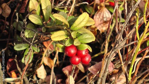 Ripe red lingonberries in the Lapland tundra on a clear autumn day.