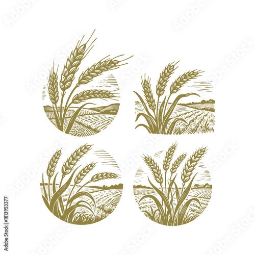 vintage engraving style illustration of ripe wheat ears standing in a field. vector template