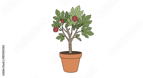 Pruned fig tree in pot with ripe fruit and green leaves  