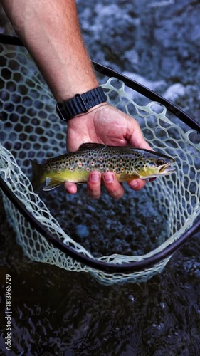 Wallpaper Mural Angler holds brown trout in net at Provo River, Utah. Outdoor fishing scene Torontodigital.ca