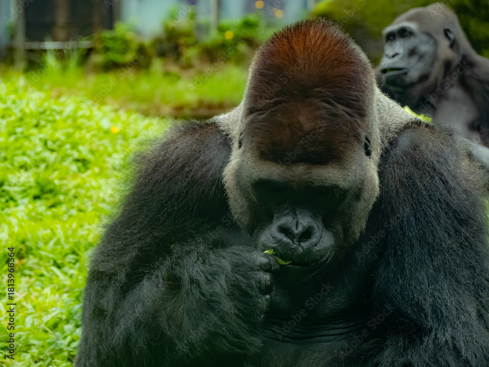 Fototapeta premium 台北市立動物園
