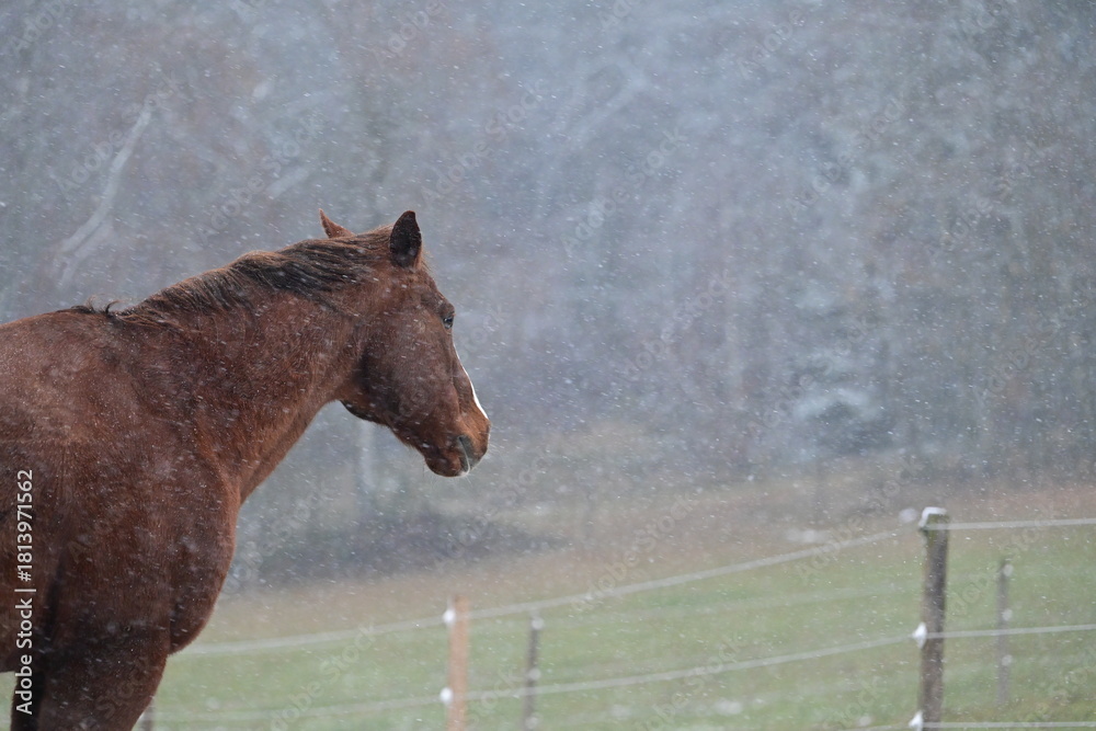 Naklejka premium Portrait eines braunen Pferdes das frei im Schneesturm steht und etwas skeptisch schaut