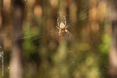 Wallpaper Mural The common ragwort spider (Latin: Araneus diadematus) weaves a web in the forest. Torontodigital.ca