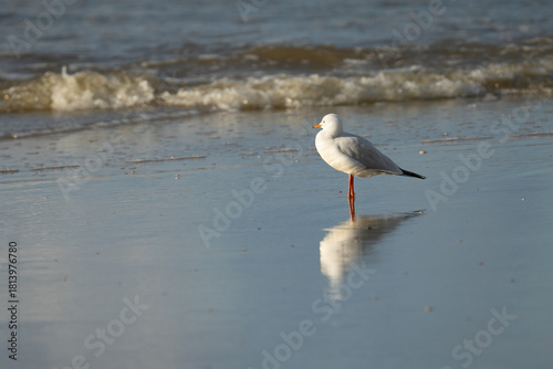 A Seagull on the Beach