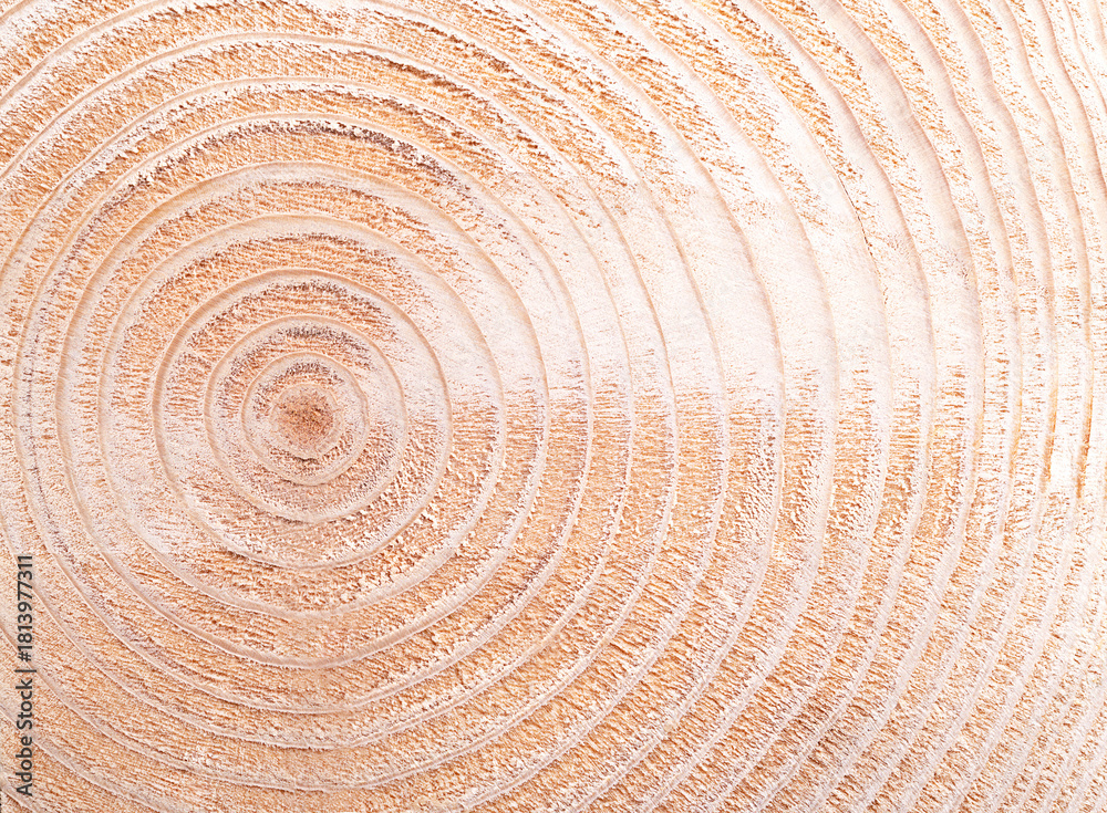 Fototapeta premium Growth rings of a spruce tree, horizontal cross section, and cut through the dried trunk of a spruce tree, Picea abies, showing annual or tree rings. A new layer of wood is added every year. Photo