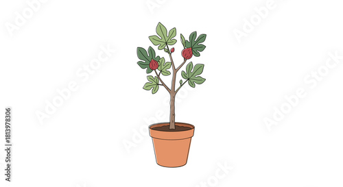 Pruned fig tree in a terracotta pot with ripe fruit  