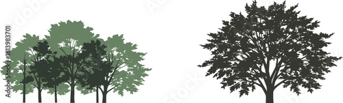 Tree silhouettes and forest group illustration, green nature design, woodland landscape art, eco environment scene, natural background with foliage