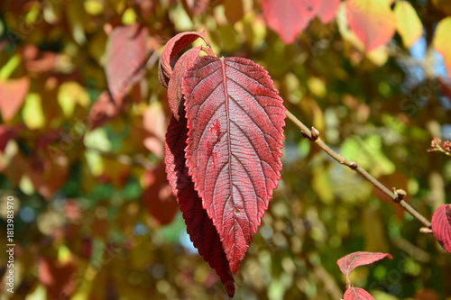 ein leuchtend rotes Blatt