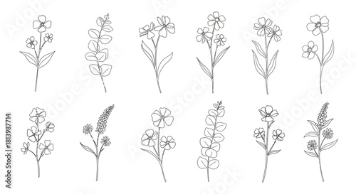 Line art illustration of various flower and plant species on a white background.
