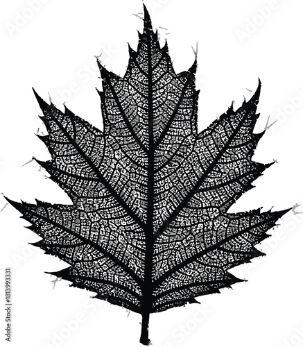 Detailed black and illustration of a highly textured, spiky maple leaf skeleton