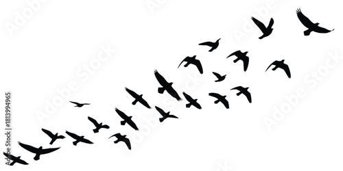 Flock of black birds flying in formation against white background vector
