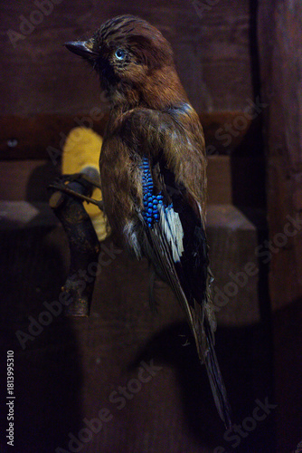 Fototapeta Naklejka Na Ścianę i Meble -  wypchana dzika zwierzyna 