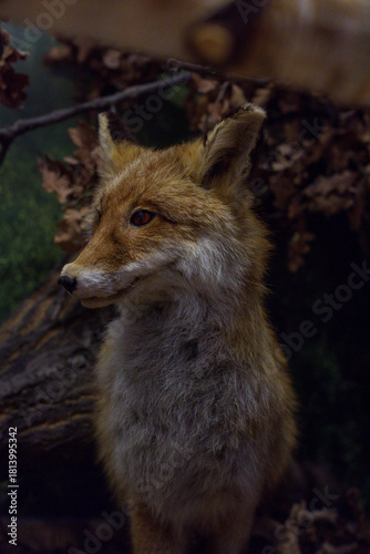 Fototapeta Naklejka Na Ścianę i Meble -  wypchana dzika zwierzyna 