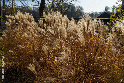 Fototapeta Naklejka Na Ścianę i Meble -  Park Pszczyna ze śląskiego rodu Promnitzów
