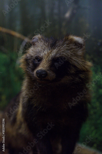 Fototapeta Naklejka Na Ścianę i Meble -  wypchana dzika zwierzyna 