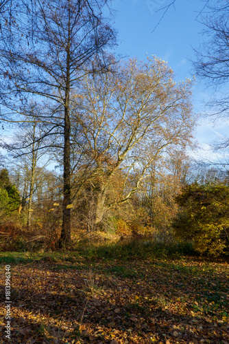 Fototapeta Naklejka Na Ścianę i Meble -  Park Pszczyna ze śląskiego rodu Promnitzów