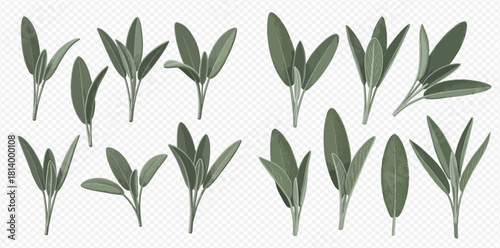 Sage plant sprigs, green leaves, culinary herb, aromatic, isolated on transparent background.