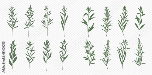 Botanical illustration of rosemary sprigs, various shapes and sizes, isolated on a transparent background.