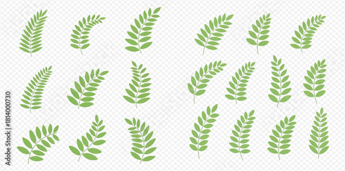 Illustration of green fern fronds on a transparent background.