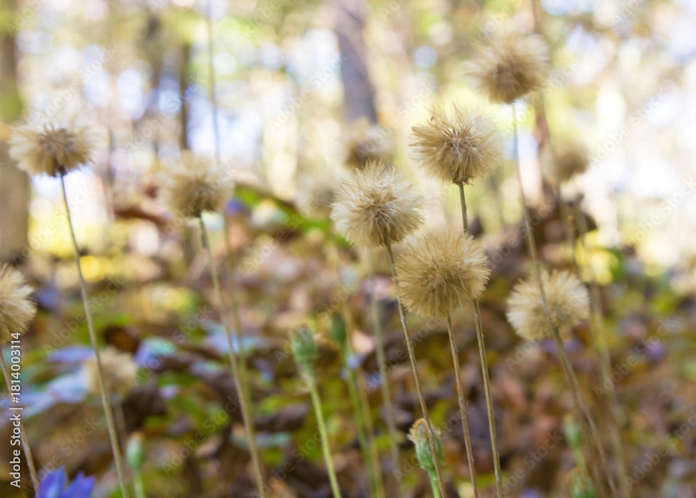 Obraz premium 秋のセンボンヤリの綿毛2