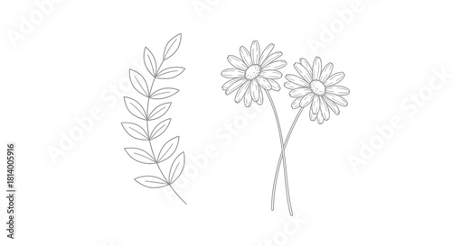Vector illustration of delicate line art illustration of flowers and leaves isolated on