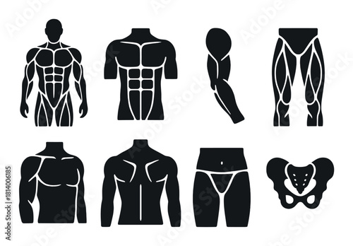 Silhouette models highlighting human muscle anatomy for educational purposes